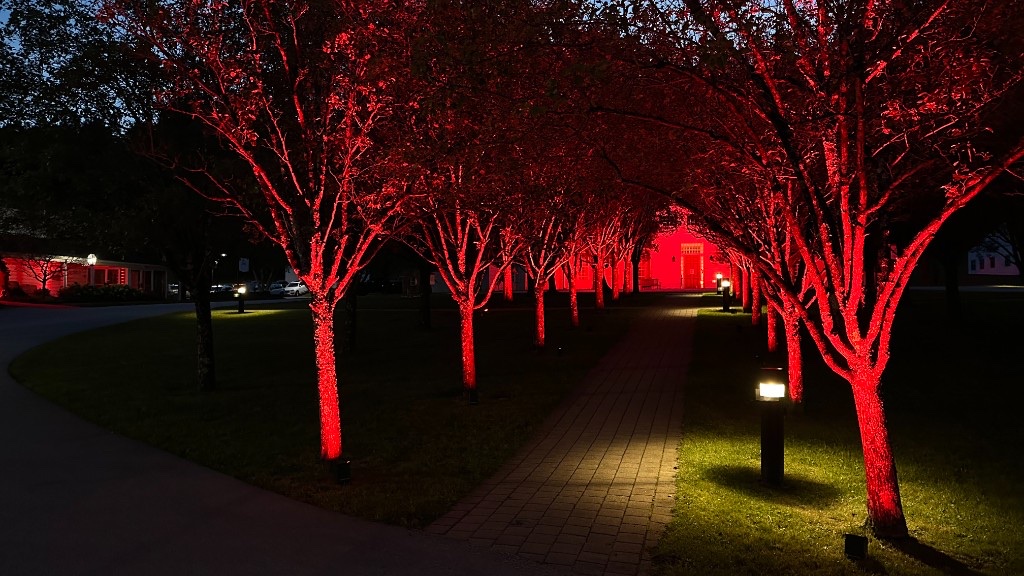 The arrival walk at SVAC, trees uplit in red beside the existing path lights.